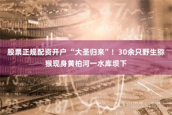 股票正规配资开户 “大圣归来”！30余只野生猕猴现身黄柏河一水库坝下